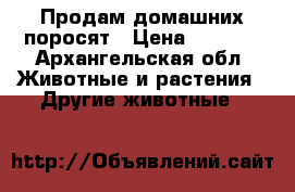 Продам домашних поросят › Цена ­ 7 000 - Архангельская обл. Животные и растения » Другие животные   